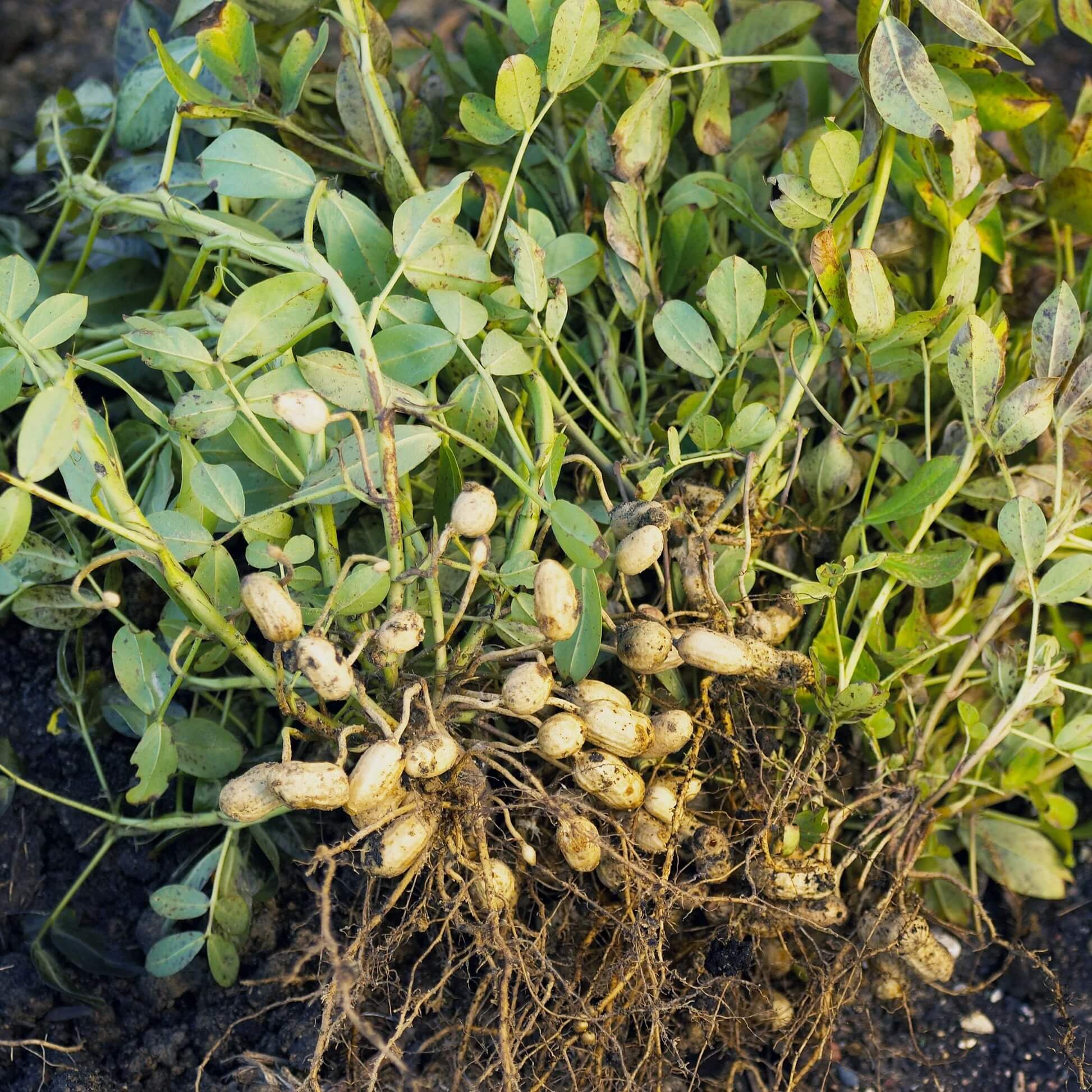 Groundnut Plant Seeds - Vegetable Plant 