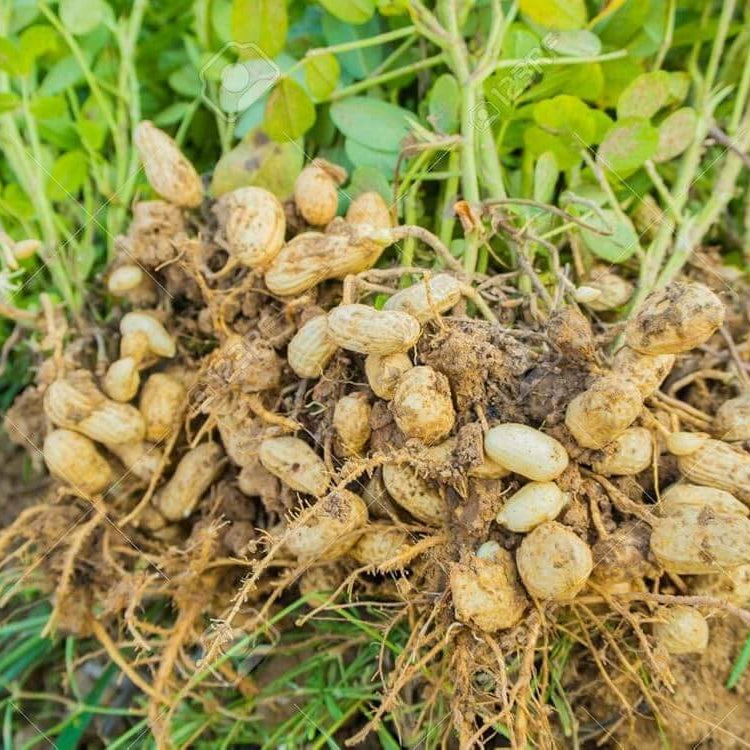 Groundnut Plant Seeds - Vegetable Plant 