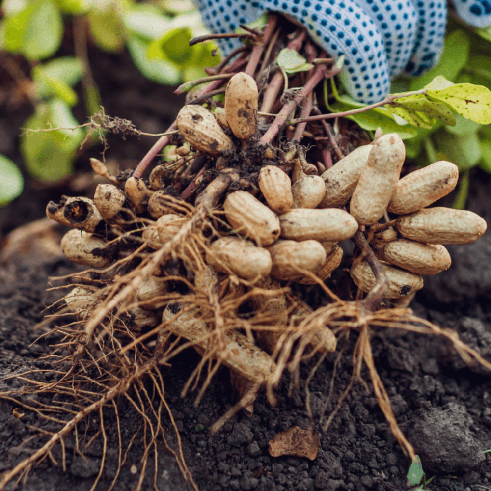 Groundnut Seeds