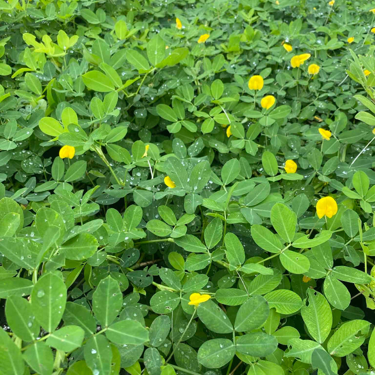 Groundnut Seeds