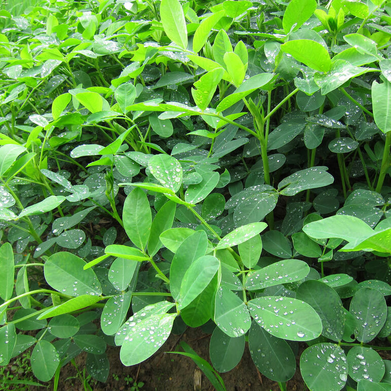 Groundnut Seeds