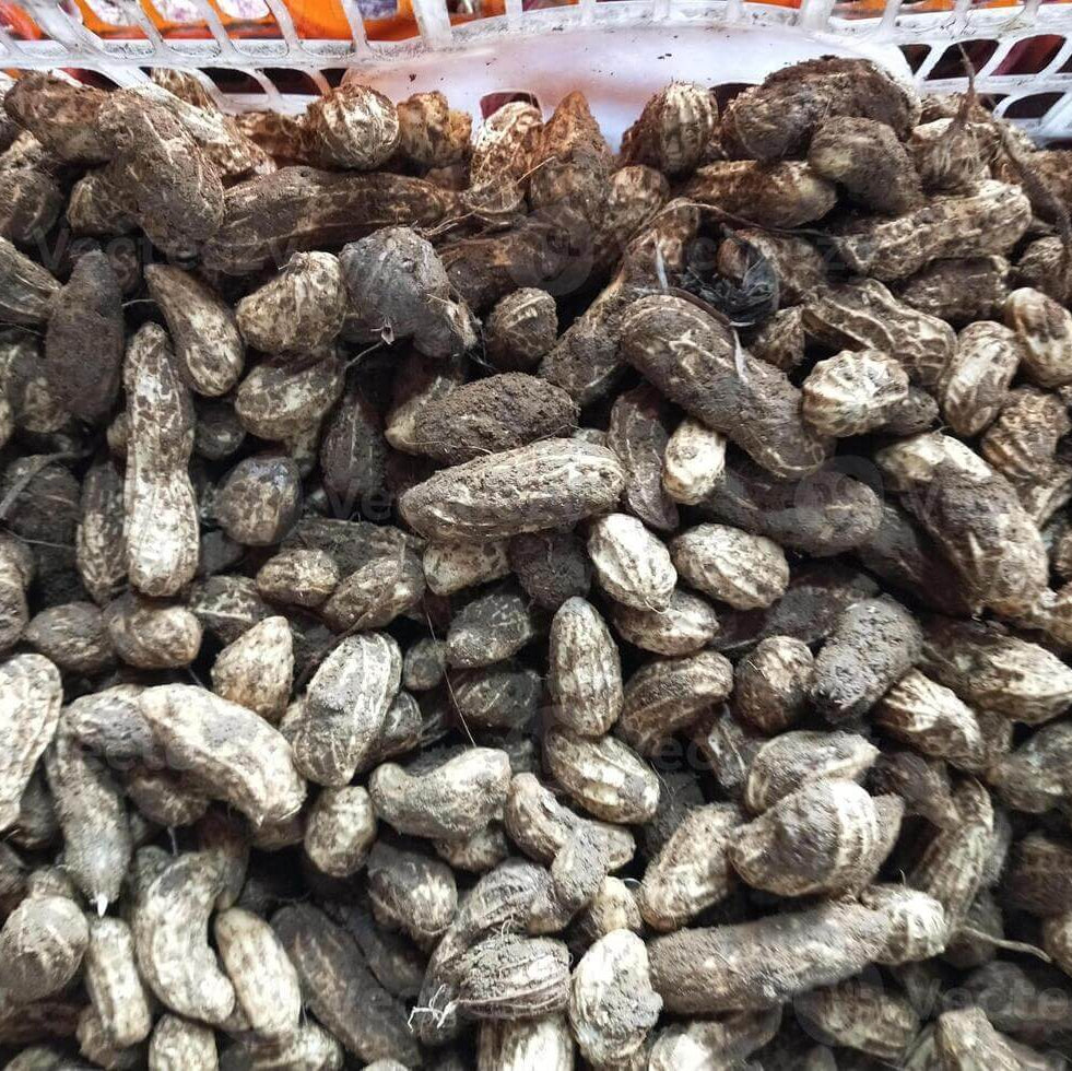 Groundnut Seeds