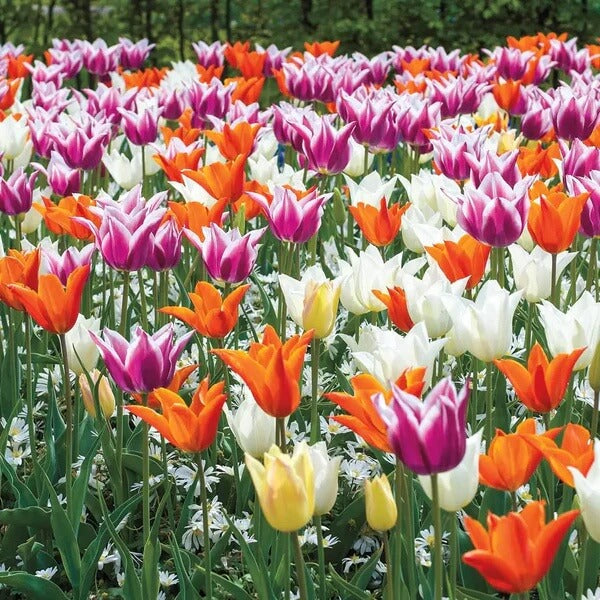 Grow Tulips at Home Garden Seeds - Flower Plant
