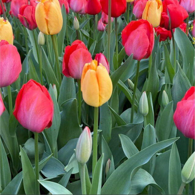 Grow Tulips at Home Garden Seeds - Flower Plant