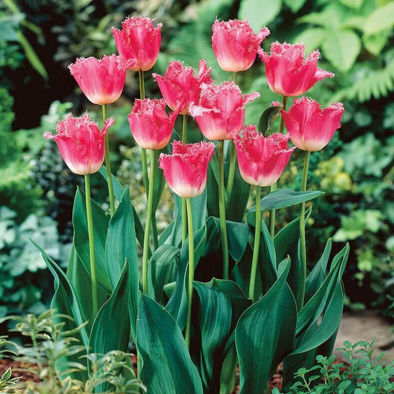 Grow Tulips at Home Garden Seeds - Flower Plant