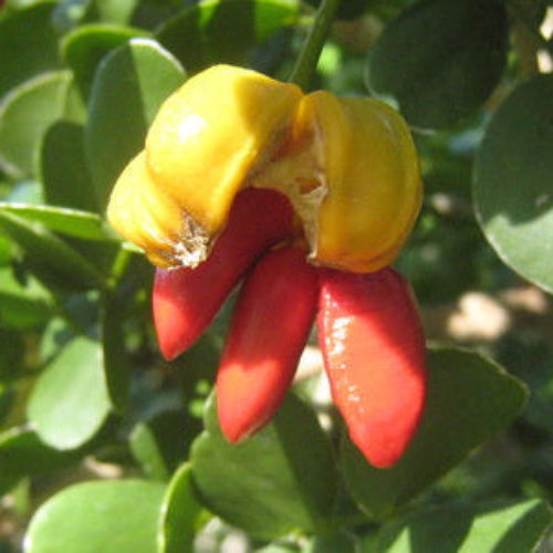 Guaiacum Sanctum Seeds – Lignum Vitae
