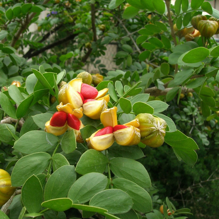 Guaiacum Sanctum Seeds – Lignum Vitae
