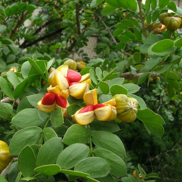 Guaiacum Sanctum Seeds – Lignum Vitae
