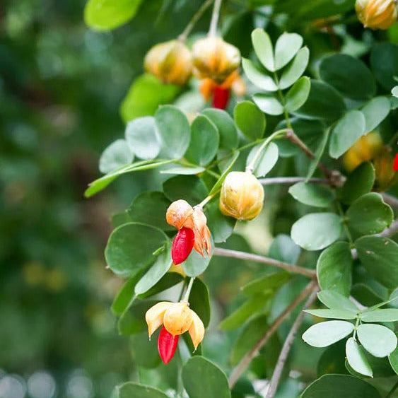 Guaiacum Sanctum Seeds – Lignum Vitae
