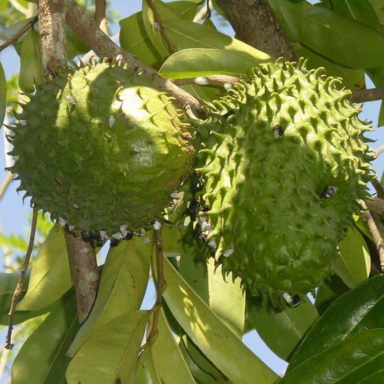 Guanabana Seeds - Fruit Plant For Home gardens