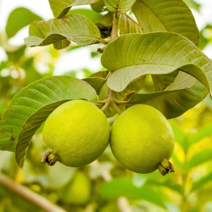 Guava Seeds - Sweet
