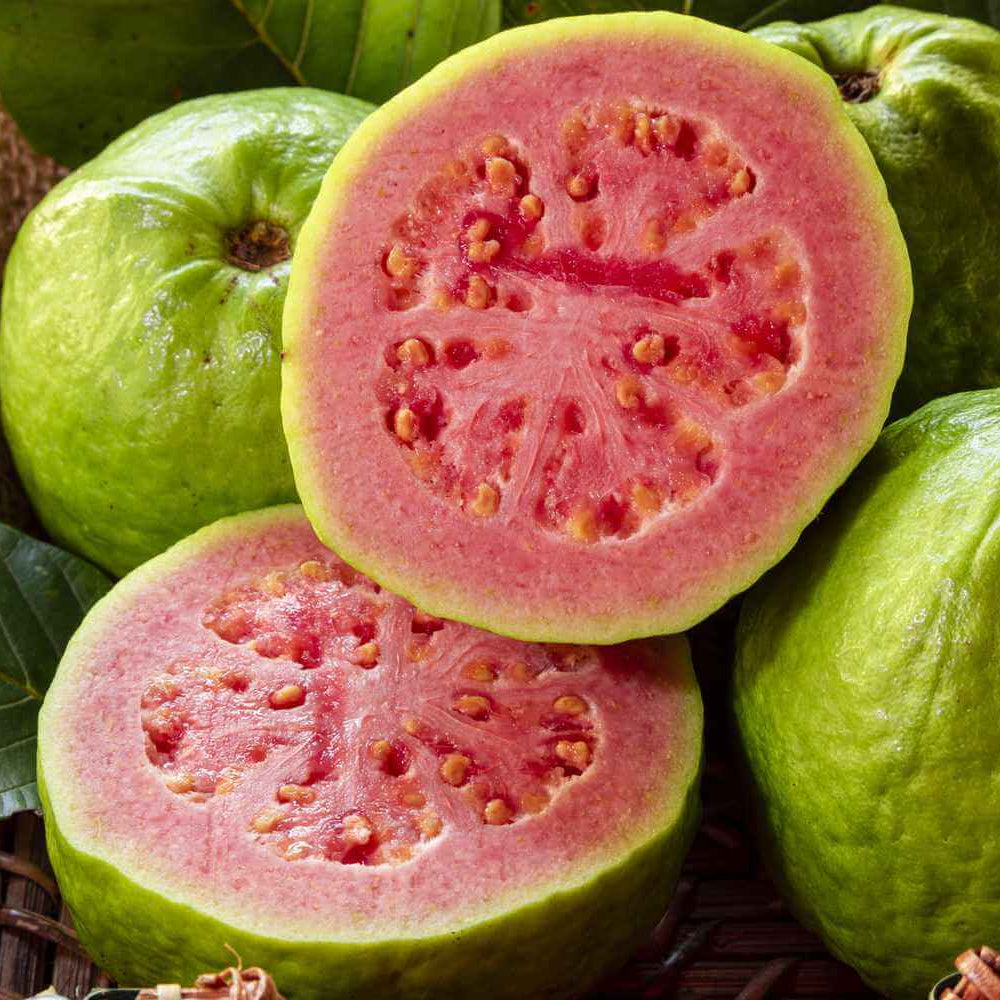 Guava Seeds – Psidium guajava