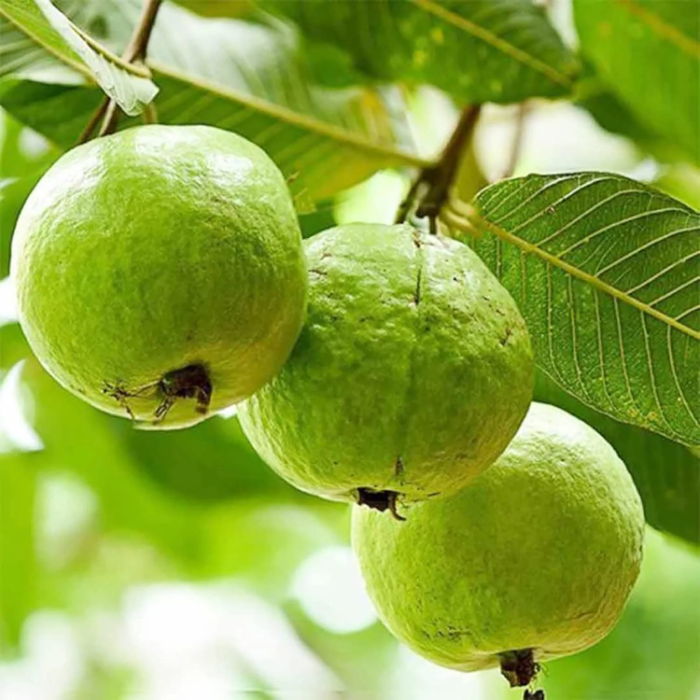 Guava Seeds – Red Psidium Guajava

