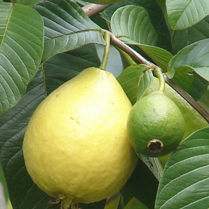Guava Seeds – Red Psidium Guajava
