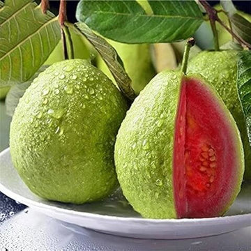 Guava Seeds – Red