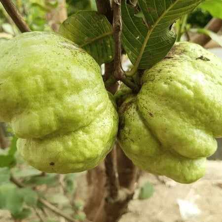 Guava Seeds – Crystal