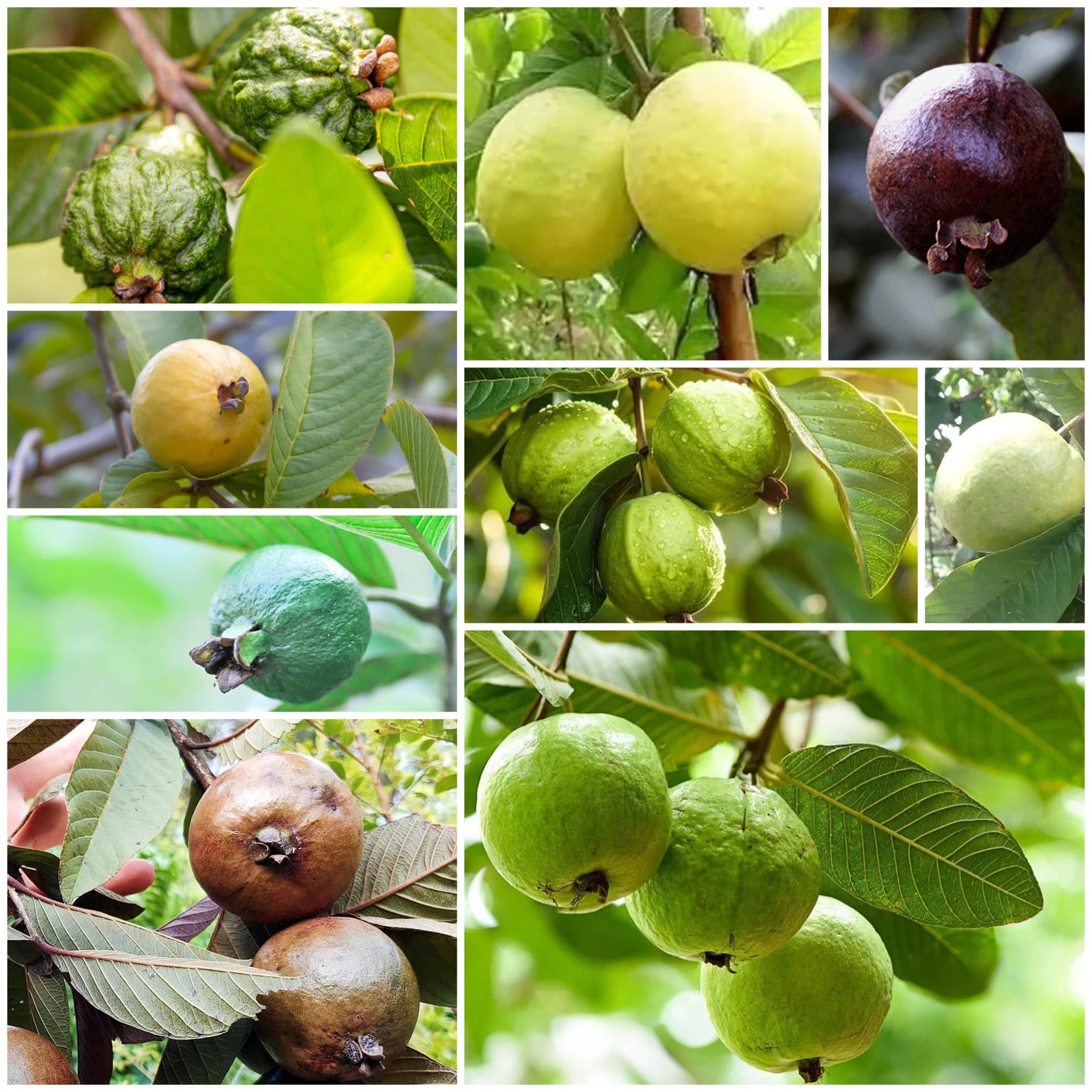Guava Seeds - All In One For Home Gardens