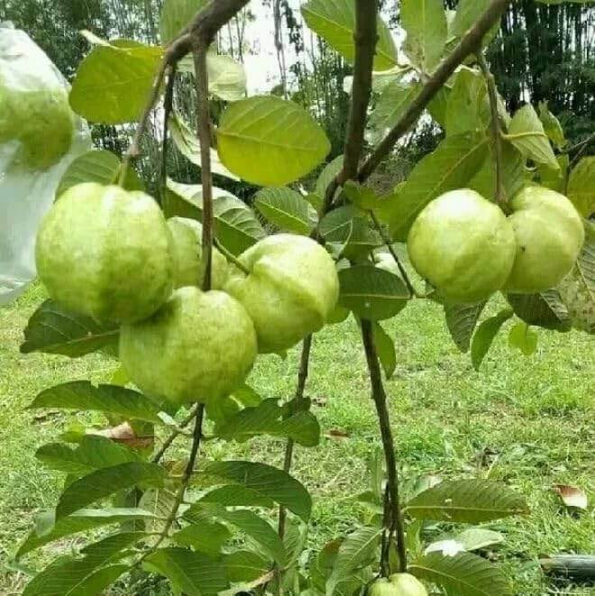 Guava Seeds - All In One For Home Gardens