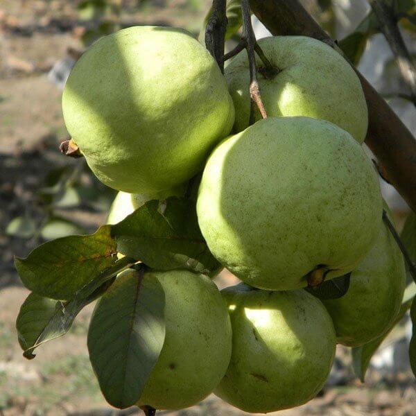 Guava Seeds - All In One For Home Gardens