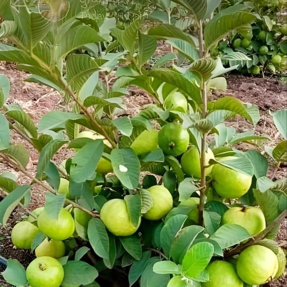 Guava Seeds - All In One For Home Gardens