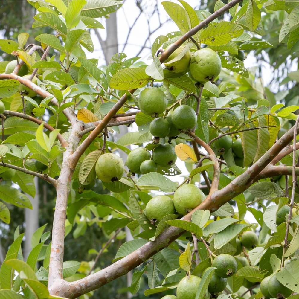 Guava Seeds - All In One For Home Gardens