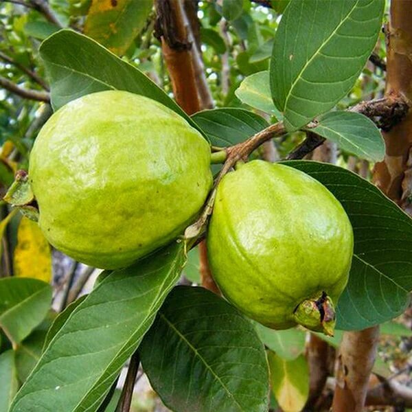 Guava Seeds - All In One For Home Gardens