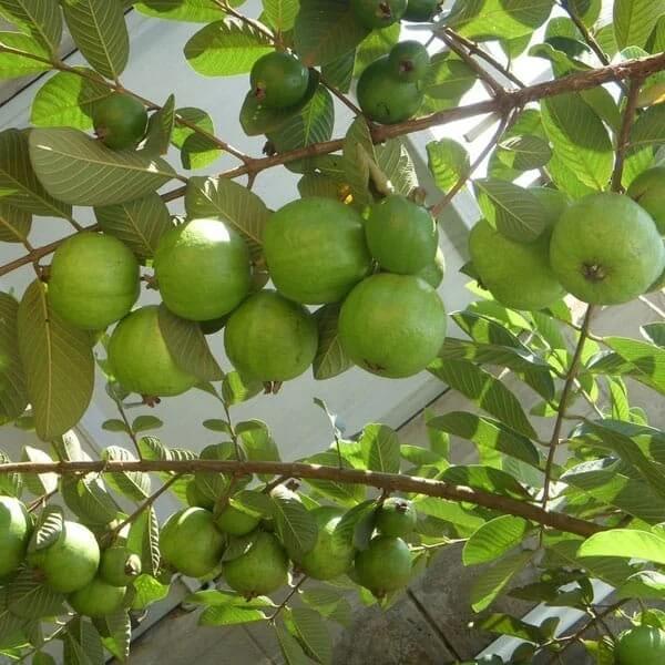 Guava Seeds - All In One For Home Gardens