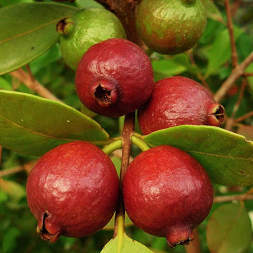 Guava Seeds – Strawberry