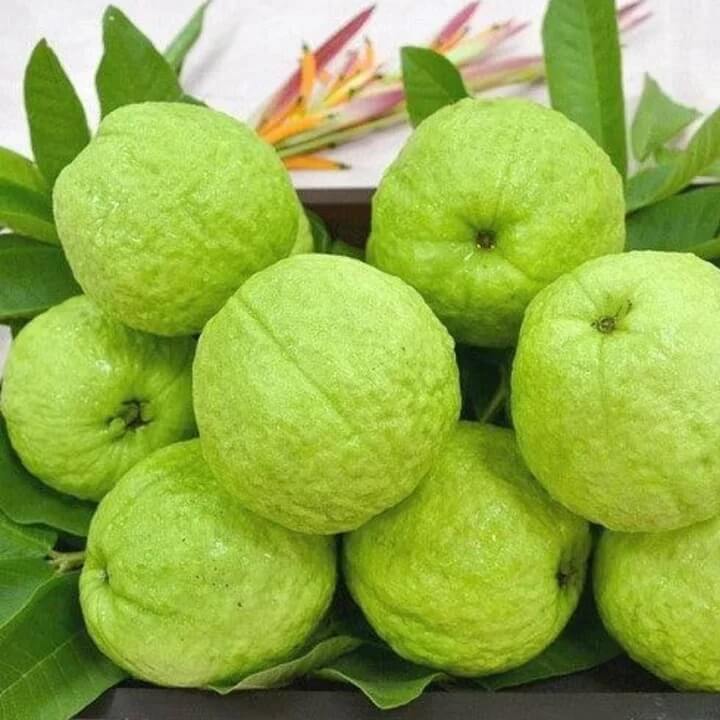 Guava Seeds – Allahabad