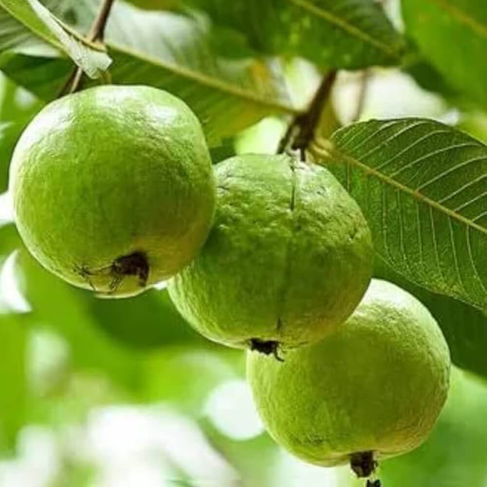 Guava Seeds – Allahabad