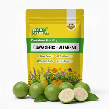 Guava Seeds – Allahabad