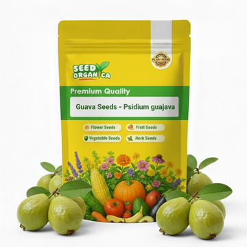 Guava Seeds – Psidium guajava