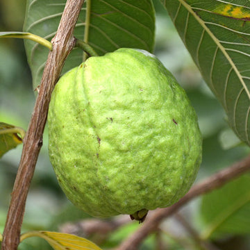 Guava Seeds – Thai White