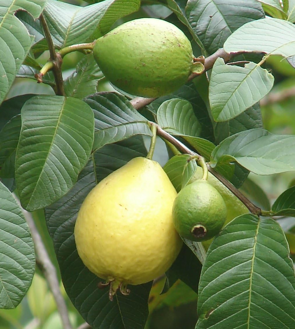 Guava Seeds – White
