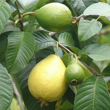 Guava Seeds – White

