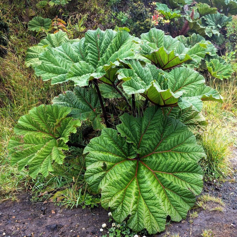 Gunnera Seeds - Flower Plant For Home Gardens