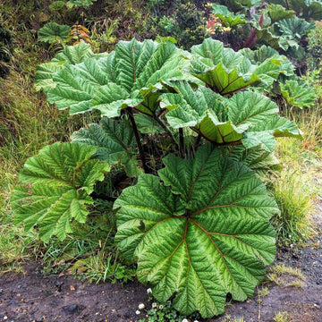Gunnera Seeds - Flower Plant For Home Gardens