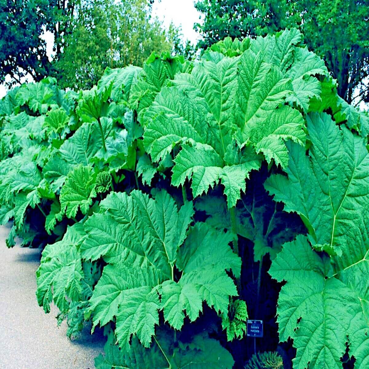 Gunnera Seeds - Flower Plant For Home Gardens