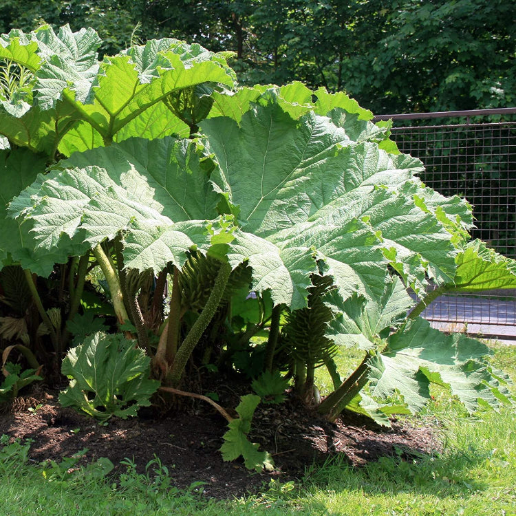 Gunnera Seeds - Flower Plant For Home Gardens