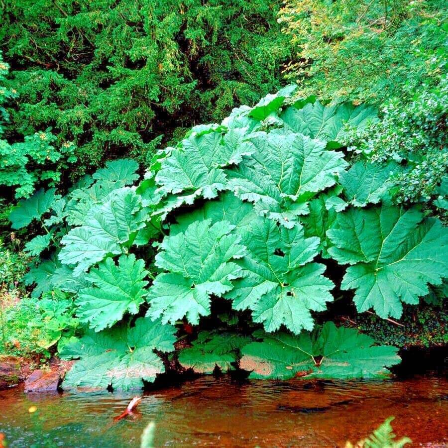 Gunnera Seeds - Flower Plant For Home Gardens