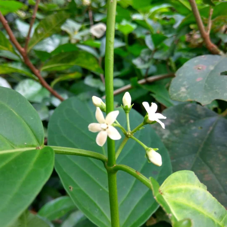 Gymnema Inodorum Seeds - Herbal Plant