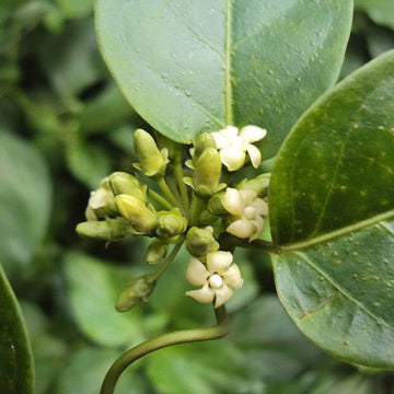 Gymnema Inodorum Seeds - Herbal Plant