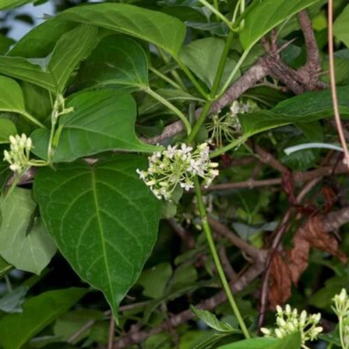 Gymnema Inodorum Seeds - Herbal Plant