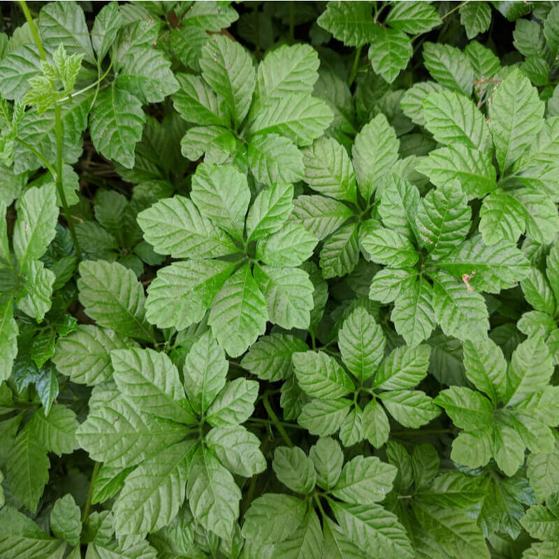 Gynostemma Pentaphyllum Seeds