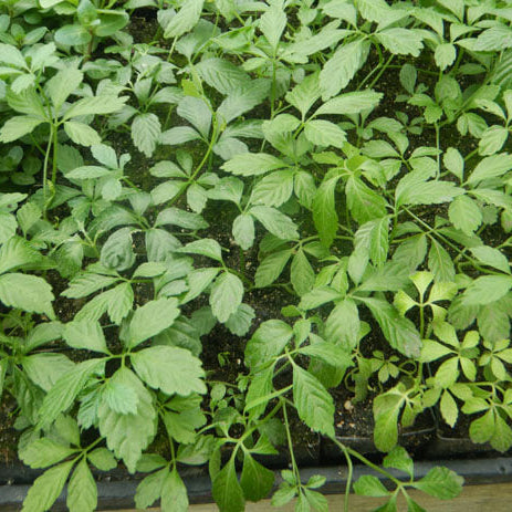 Gynostemma Pentaphyllum Seeds