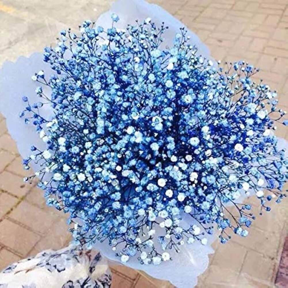 Gypsophila Seeds – Blue