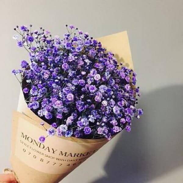 Gypsophila Seeds – Dark Purple