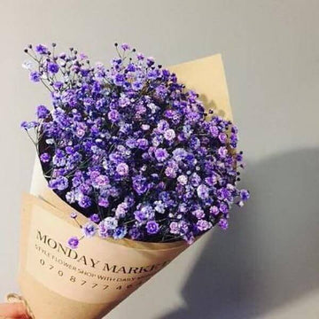 Gypsophila Seeds – Dark Purple