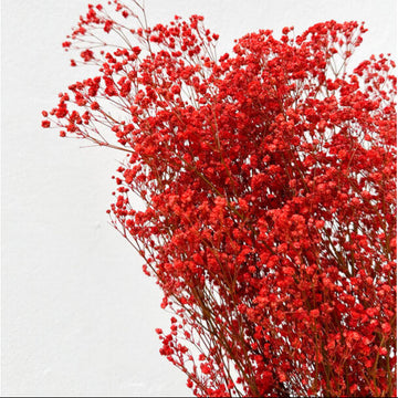 Gypsophila Seeds – Deep Carmine