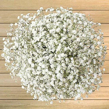 Gypsophila Seeds – Gypsy Compact White